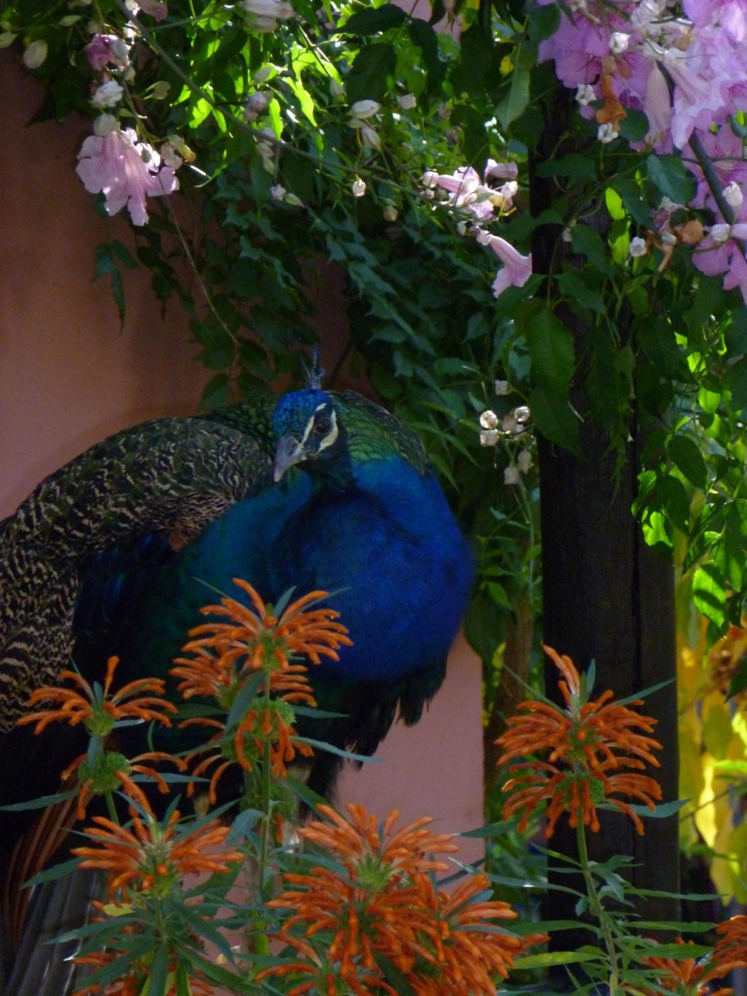 Eco Moyano Posada Gaucín Εξωτερικό φωτογραφία