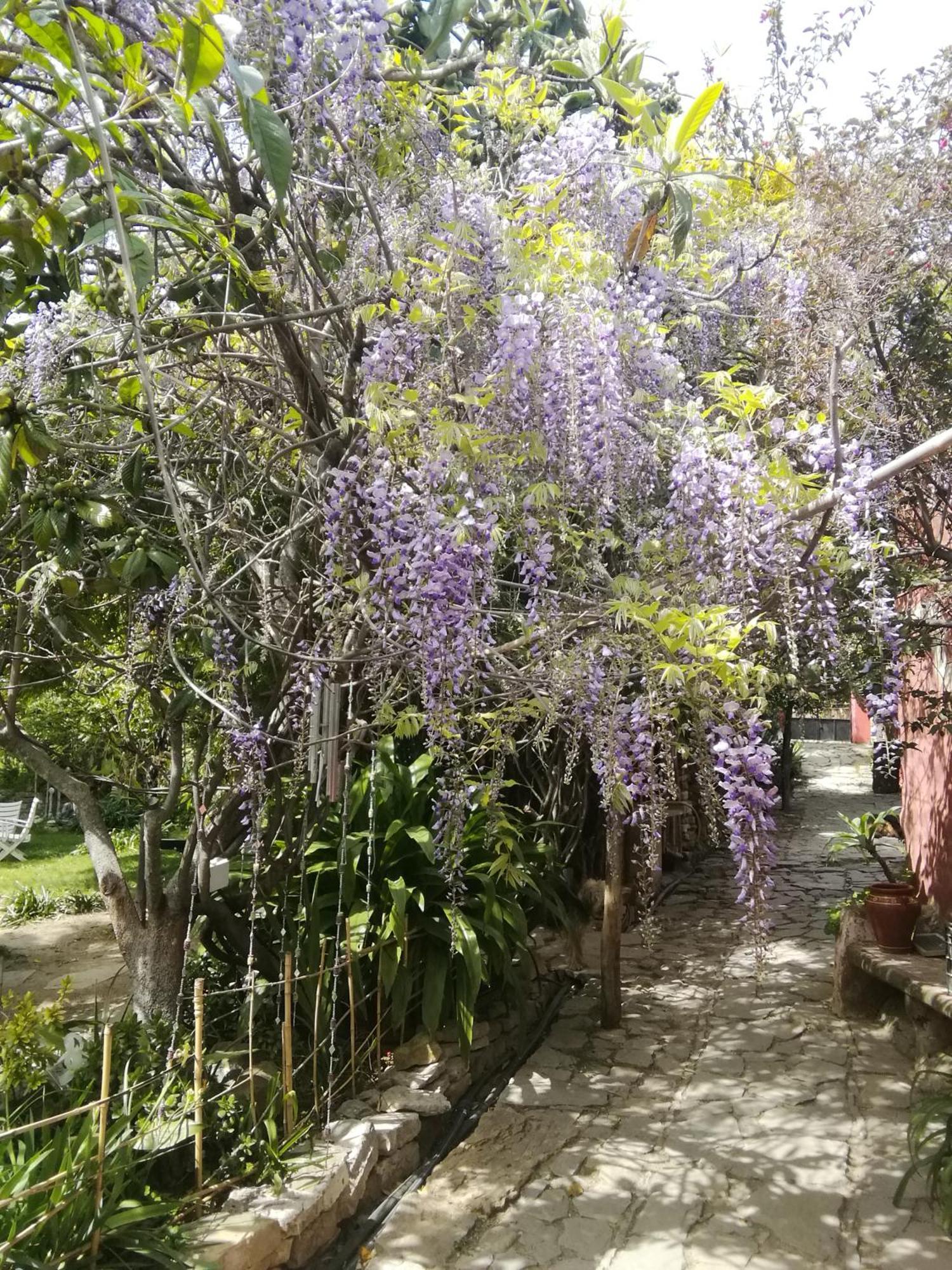 Eco Moyano Posada Gaucín Εξωτερικό φωτογραφία
